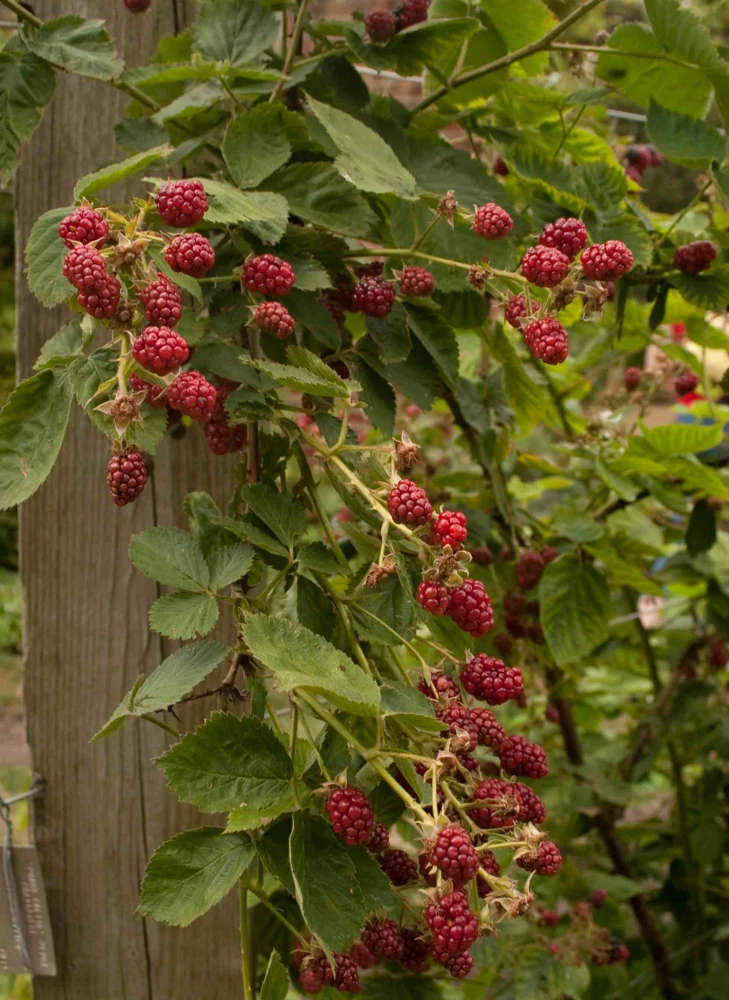 Latham Red Raspberry Live Plant โ Cold Hardy Summer Bearing Starter โ USDA Zones 3-8 - Image 4