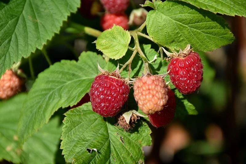 Latham Red Raspberry Live Plant โ Cold Hardy Summer Bearing Starter โ USDA Zones 3-8 - Image 5