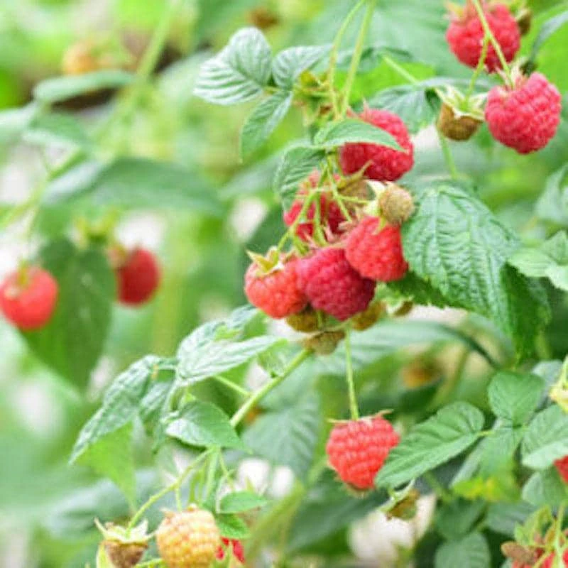 Latham Red Raspberry Live Plant โ Cold Hardy Summer Bearing Starter โ USDA Zones 3-8 - Image 7