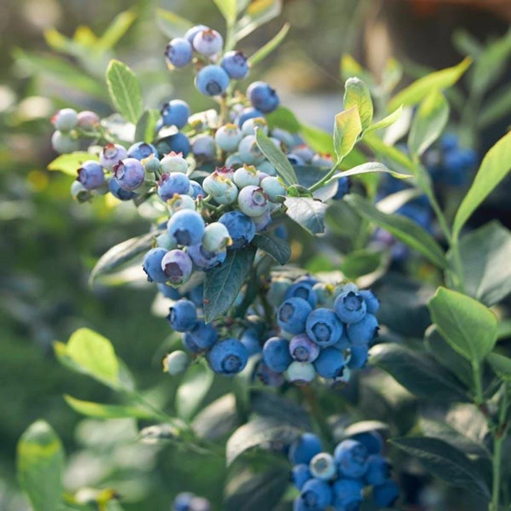 Legacy Blueberry Starter Plug - 5 Pack Vaccinium corymbosum - Live Plant - Image 2