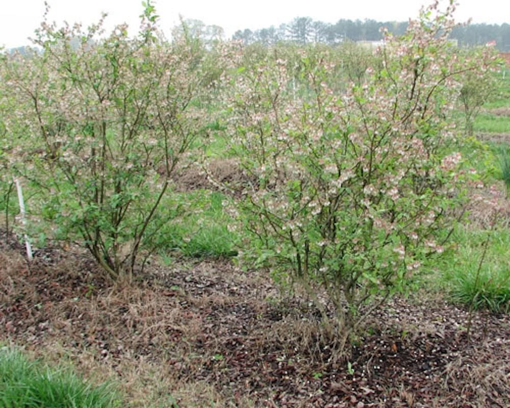 Legacy Blueberry Starter Plug - 5 Pack Vaccinium corymbosum - Live Plant - Image 3