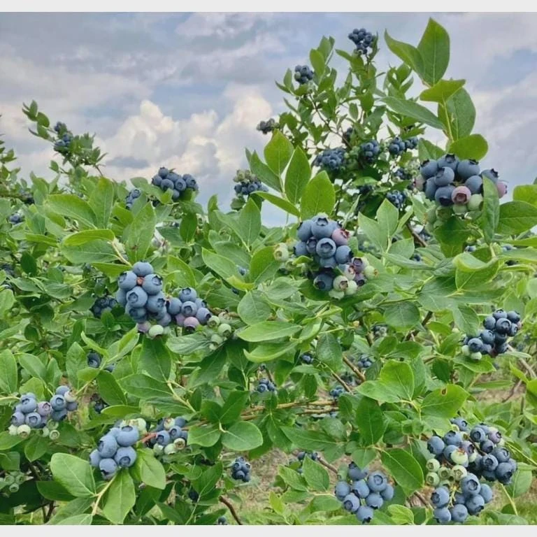 Legacy Blueberry Starter Plug - 5 Pack Vaccinium corymbosum - Live Plant - Image 4