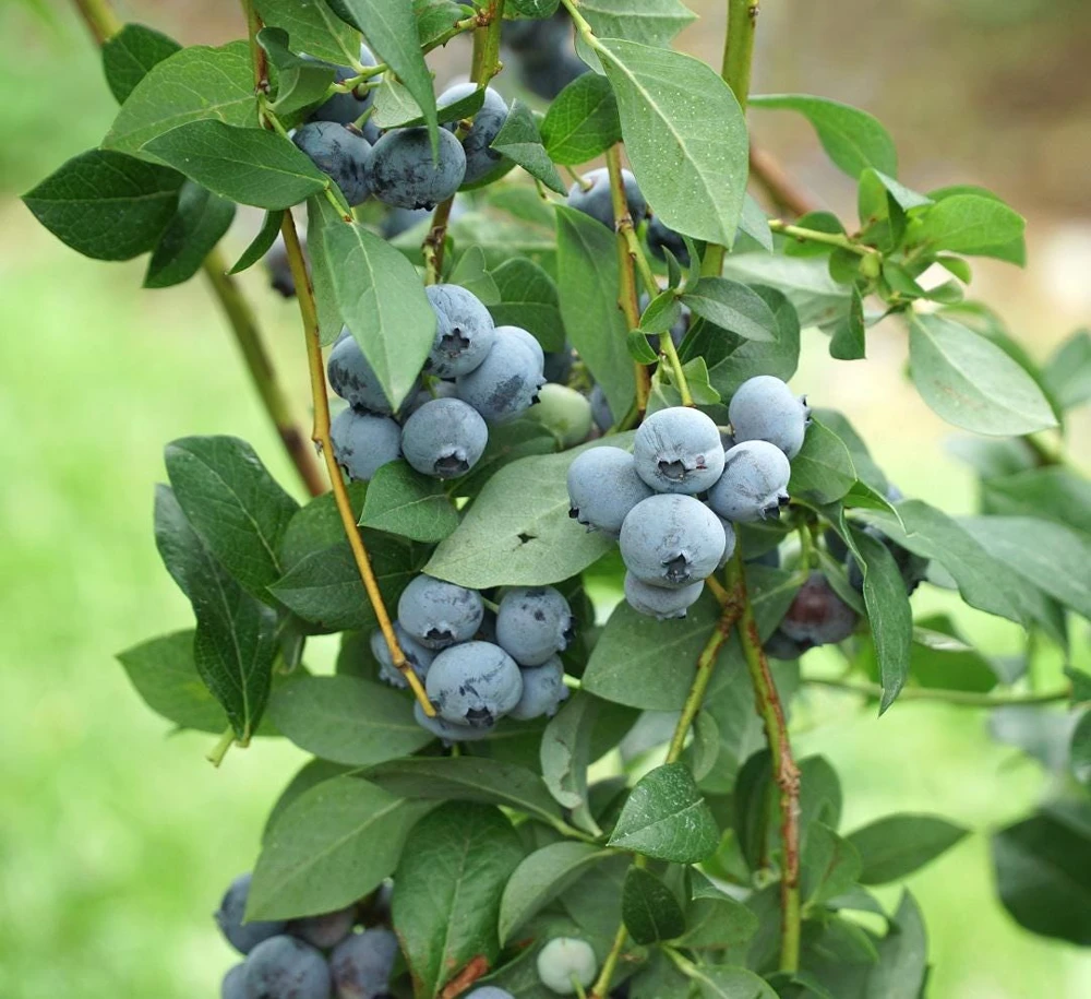 Legacy Blueberry Starter Plug - 5 Pack Vaccinium corymbosum - Live Plant - Image 1