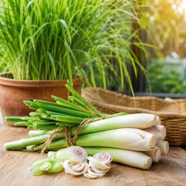 Lemongrass Live Plants - 2 Pots, 4-6 Inch Tall, Fragrant Herb for Indoor & Outdoor Gardens - Image 2