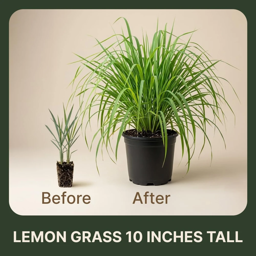 Lemongrass Live Plants - 2 Pots, 4-6 Inch Tall, Fragrant Herb for Indoor & Outdoor Gardens - Image 3