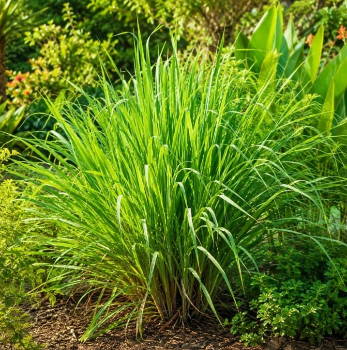 Lemongrass Live Plants - 2 Pots, 4-6 Inch Tall, Fragrant Herb for Indoor & Outdoor Gardens - Image 4
