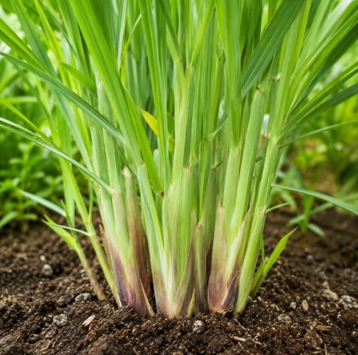 Lemongrass Live Plants - 2 Pots, 4-6 Inch Tall, Fragrant Herb for Indoor & Outdoor Gardens - Image 5