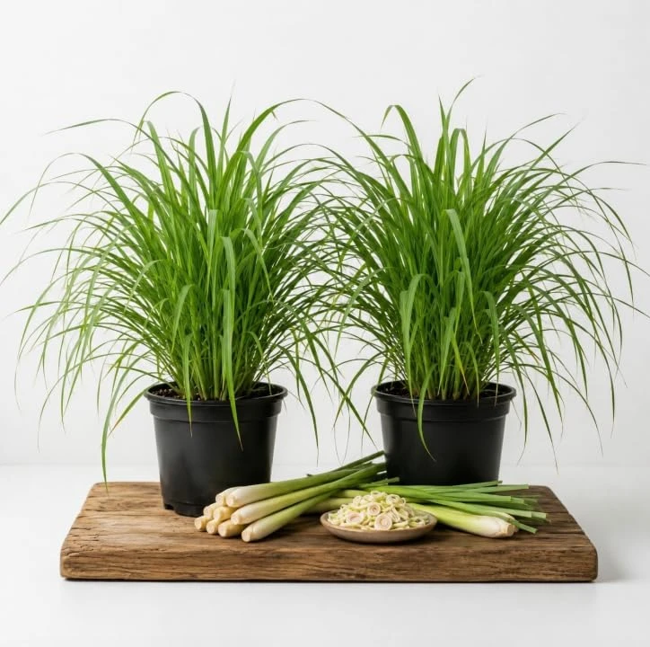 Lemongrass Live Plants - 2 Pots, 4-6 Inch Tall, Fragrant Herb for Indoor & Outdoor Gardens - Image 1
