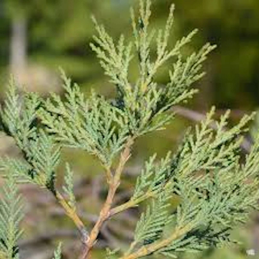 Leyland Cypress Tree Starter Plant - Fast Growing Evergreen Bare Root, Outdoor - Image 3