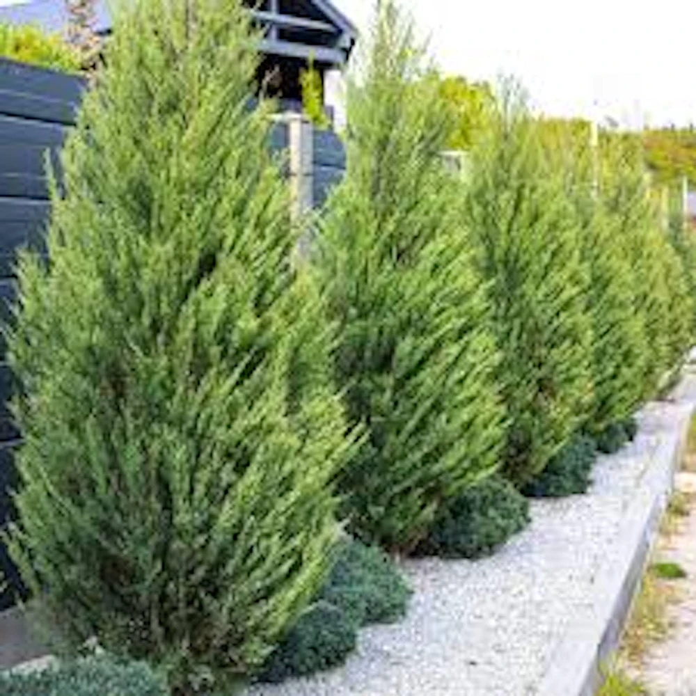 Leyland Cypress Tree Starter Plant - Fast Growing Evergreen Bare Root, Outdoor - Image 4