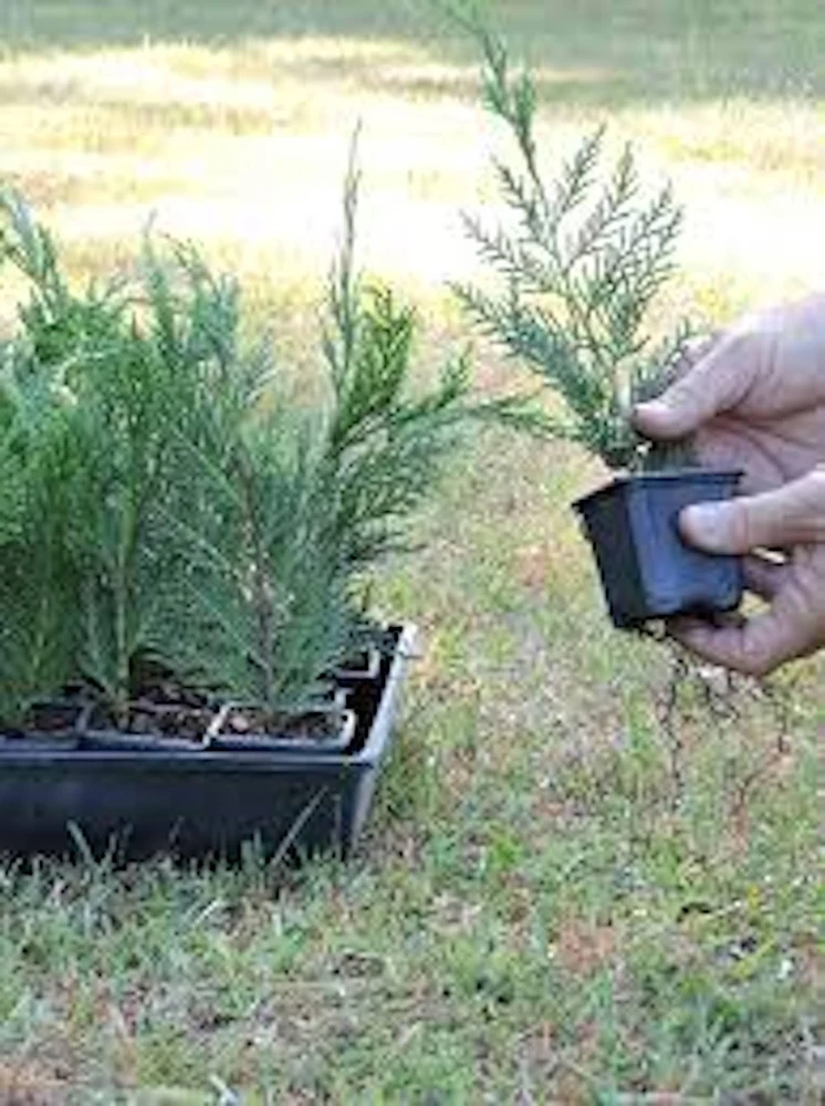Leyland Cypress Tree Starter Plant - Fast Growing Evergreen Bare Root, Outdoor - Image 5
