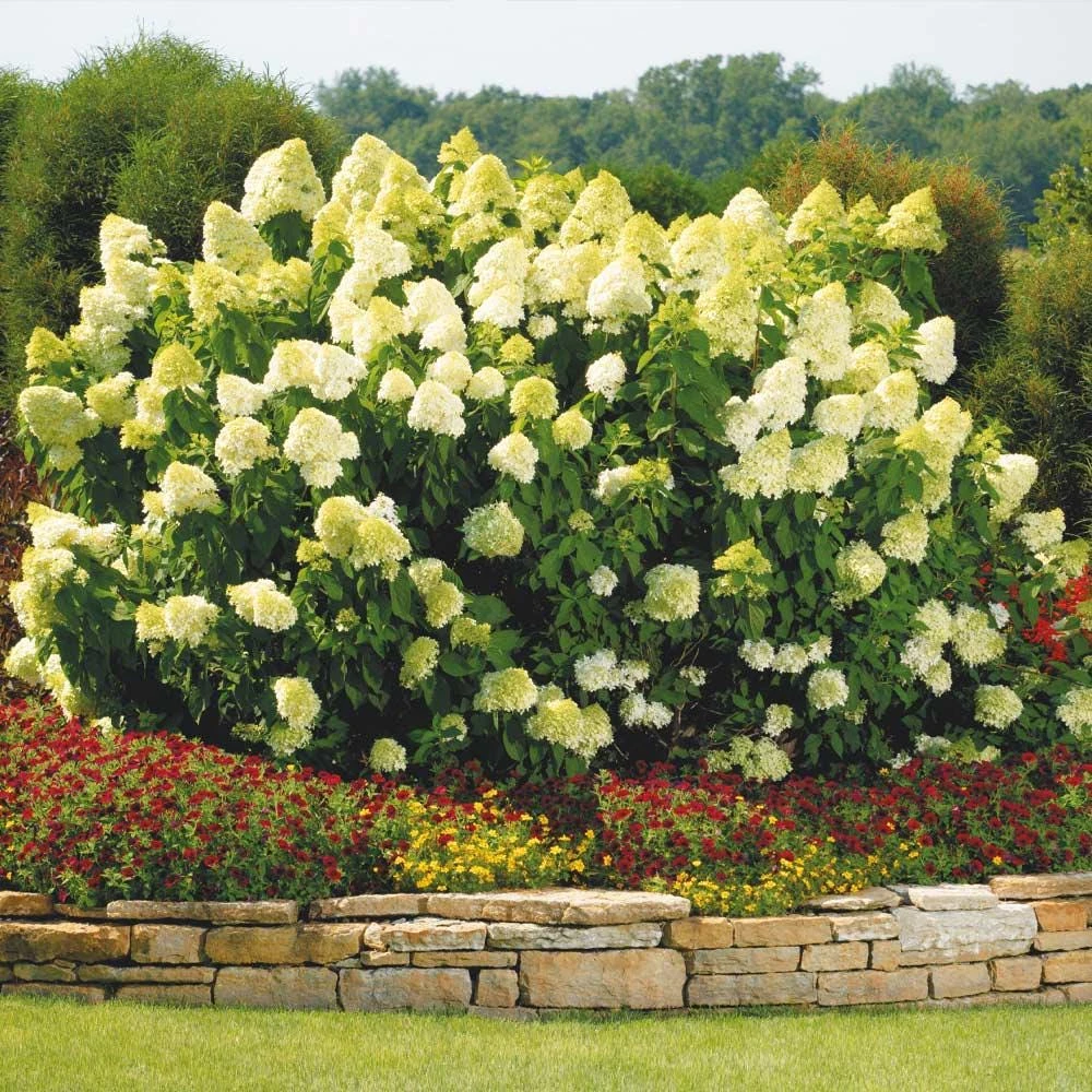 Limelight Hydrangea Bare Root Plug Starter - Live Plant - Zones 3-9 - Image 1