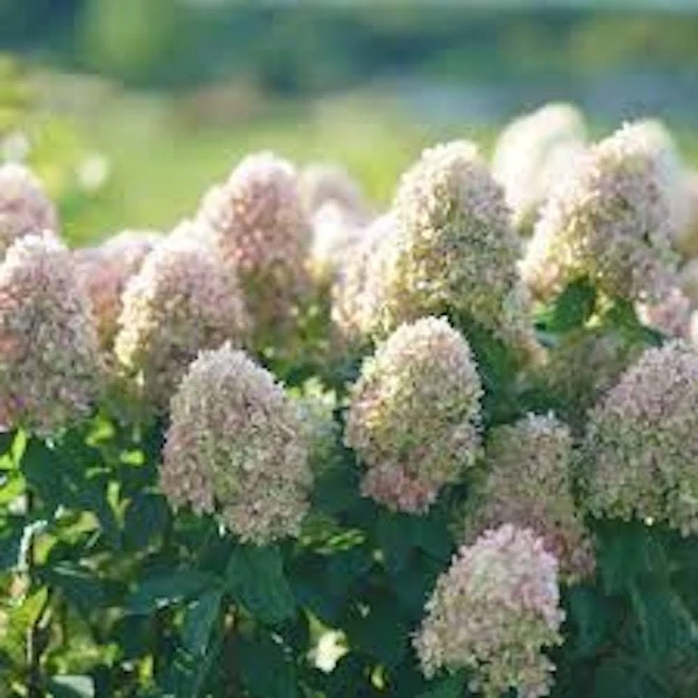 Limelight Hydrangea Bare Root Plug Starter - Live Plant - Zones 3-9 - Image 5