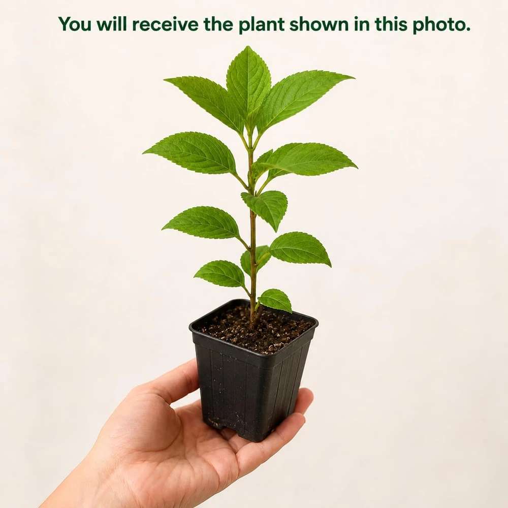Limelight Hydrangea Live Plant Set of 2 โ 5-10 Inch Tall, 2.5 Inch Pot, Outdoor Shrub - Image 2