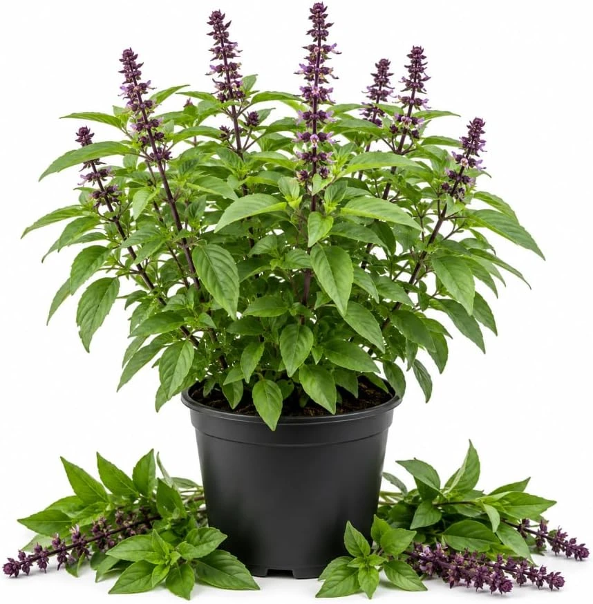 Live Basil Herb Plant – 2 Plants in 4 Inch Pot, 3-5 Inches Tall, Sweet Basil - Image 1
