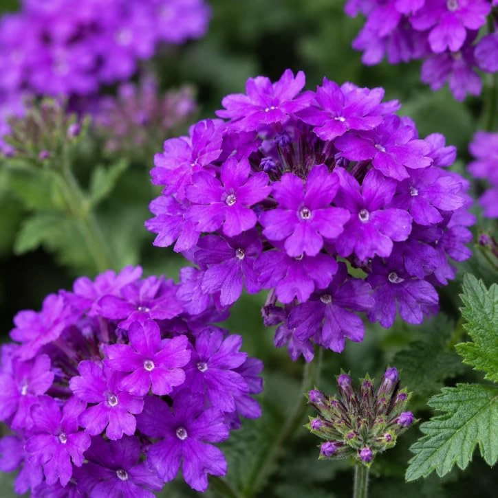 Live Purple Verbena Plant 4-6 Inch Tall, Rooted Flowering Plant for Home Garden, No in CA - Image 3