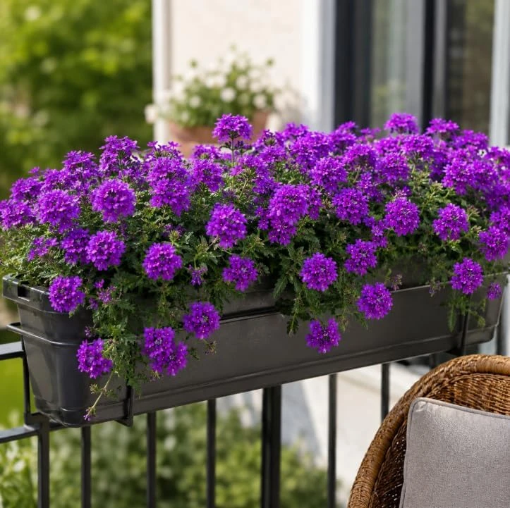 Live Purple Verbena Plant 4-6 Inch Tall, Rooted Flowering Plant for Home Garden, No in CA - Image 4