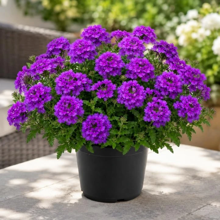 Live Purple Verbena Plant 4-6 Inch Tall, Rooted Flowering Plant for Home Garden, No in CA - Image 1