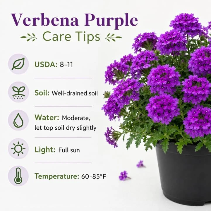 Live Purple Verbena Plant 4-6 Inch Tall, Rooted Flowering Plant for Home Garden, No in CA - Image 6