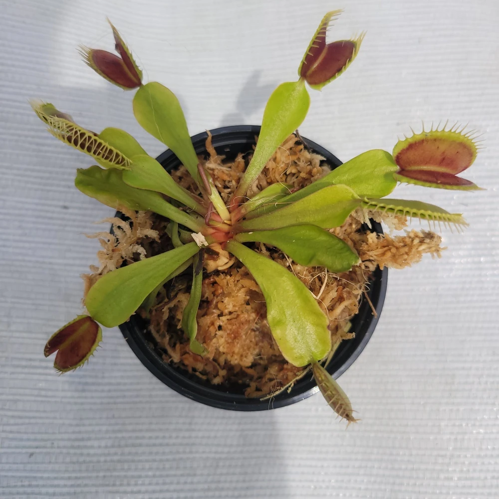 Mammoth Venus Flytrap Live Plant - Carnivorous Plant in 3 inch pot - Indoor/Outdoor - Image 1