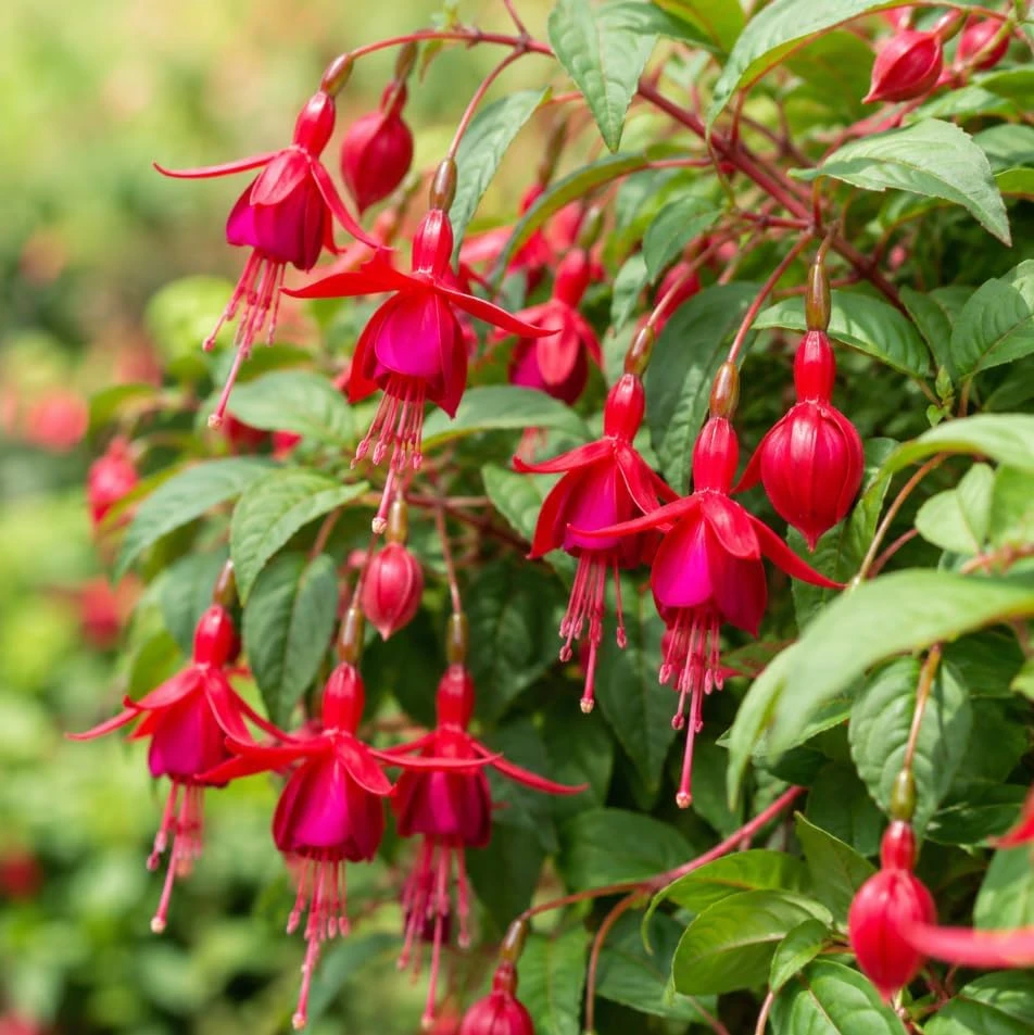 Marinka Fuchsia Live Plant - Red Flowers, 4-6 inch Tall, 5 Inch Pot - Image 5