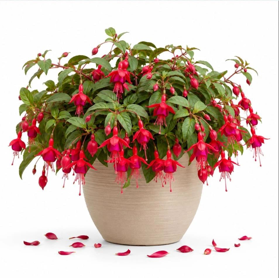 Marinka Fuchsia Live Plant - Red Flowers, 4-6 inch Tall, 5 Inch Pot - Image 1