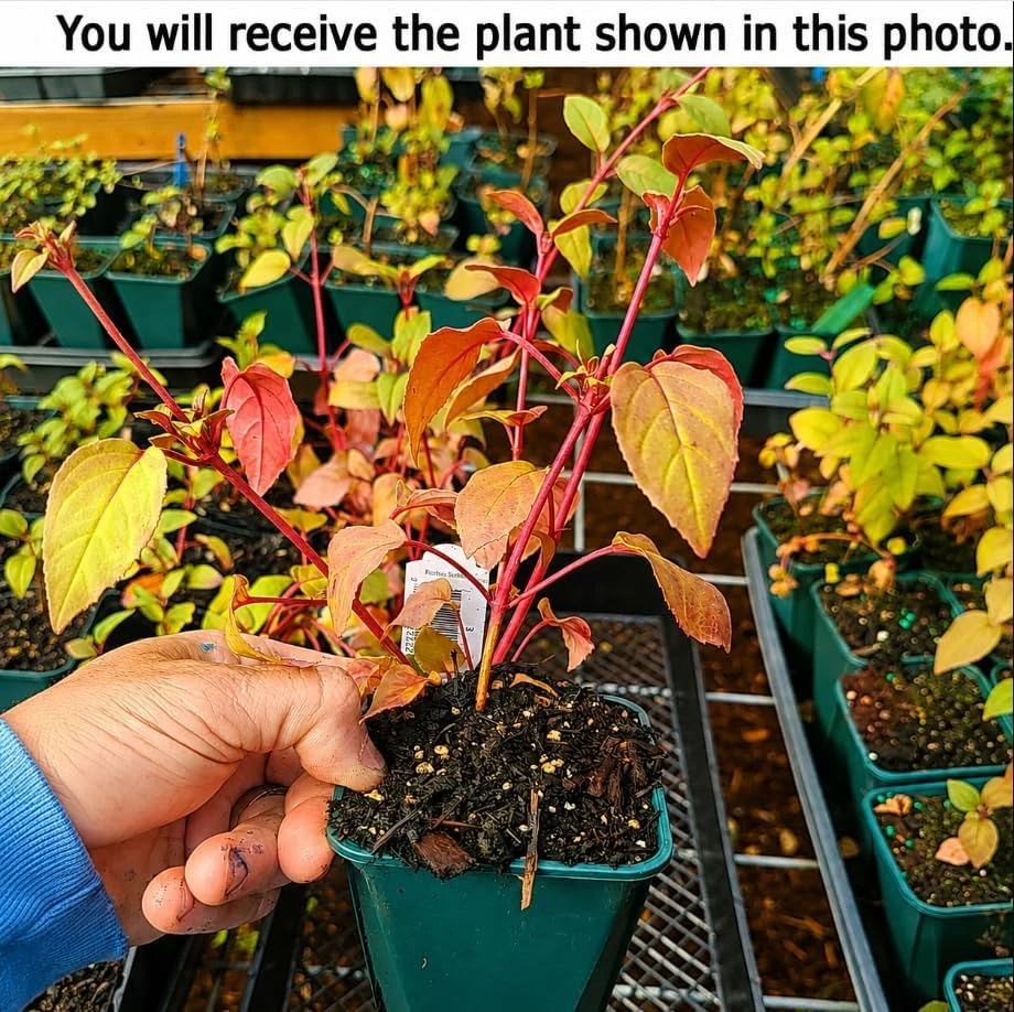 Marinka Fuchsia Live Plant - Red Fuchsia Flowers, 4-6 Inch Tall, 5 Inch Pot - Image 2