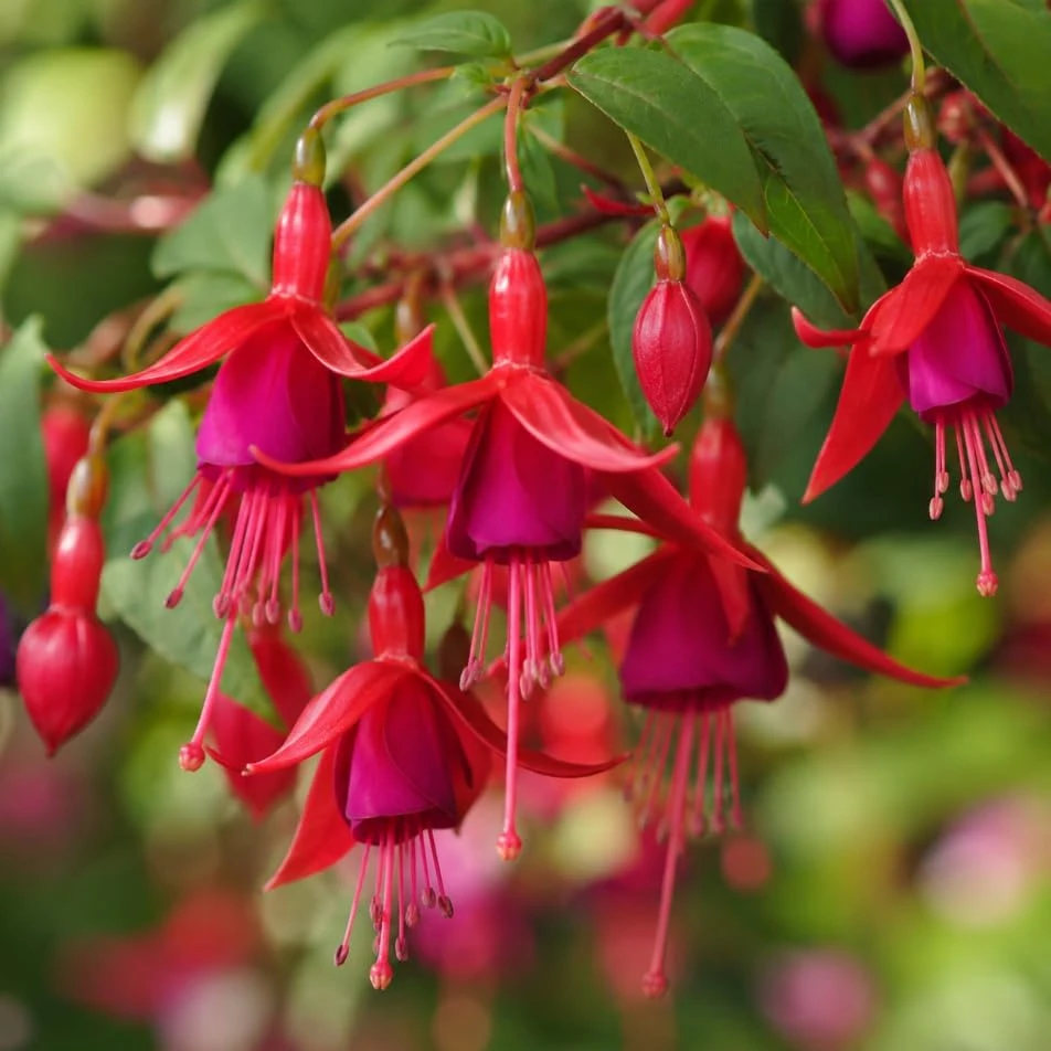 Marinka Fuchsia Live Plant - Red Fuchsia Flowers, 4-6 Inch Tall, 5 Inch Pot - Image 4
