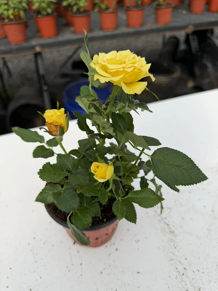 Mini Rose Live Plant - Random Color, 4-6 Inches Tall in 4 Inch Pot, Indoor/Outdoor - Image 7