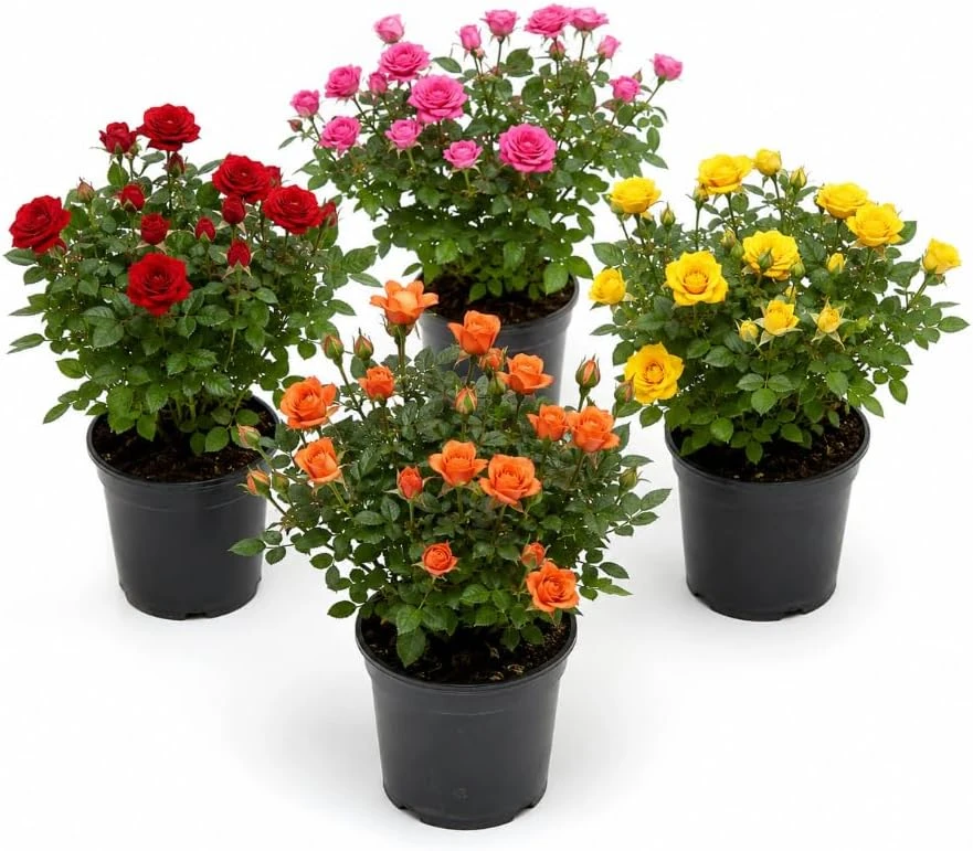 Mini Rose Live Plant - Random Color, 4-6 Inches Tall in 4 Inch Pot, Indoor/Outdoor - Image 1