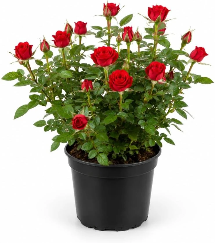 Miniature Red Rose Live Plant - 4 Inch Pot, 4-6 Inch Tall, Red Mini Rose for Indoor & Outdoor - Image 1