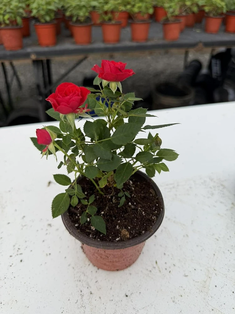 Miniature Rose Live Plant - 4 Inch Pot, Random Color, 4-6 Inch Potted Plant for Patio & Garden - Image 4