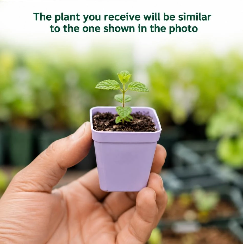 Mint Live Plant โ Fresh Herb for Home Garden Growing โ 2-4 Inch Tall - Image 2