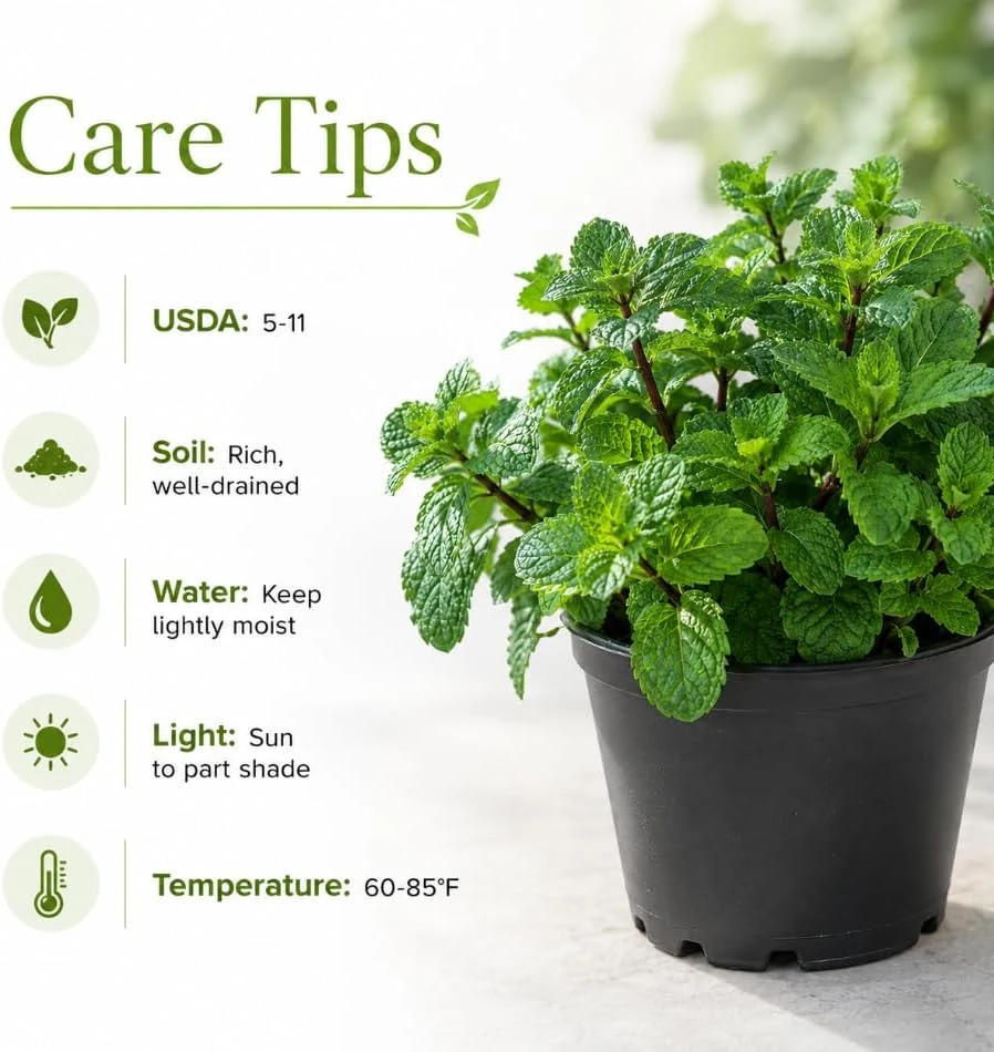 Mint Live Plant โ Fresh Herb for Home Garden Growing โ 2-4 Inch Tall - Image 7