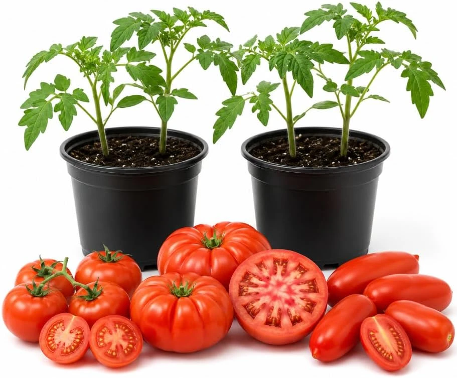 Mixed Tomato Live Plants - Set of 4 Pots, 2 Seedlings Each, 3-5 Inch Tall - Image 1