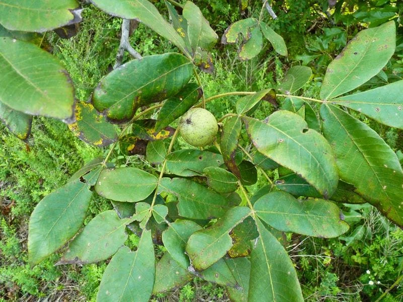 Mockernut Hickory Tree Live Plant - Carya tomentosa - 12-24" Tall in Quart Pot - Image 8