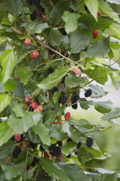 Mojo Berry Mulberry Bush Starter Plant - Dwarf, Self-Pollinating, Live Plant - Image 2