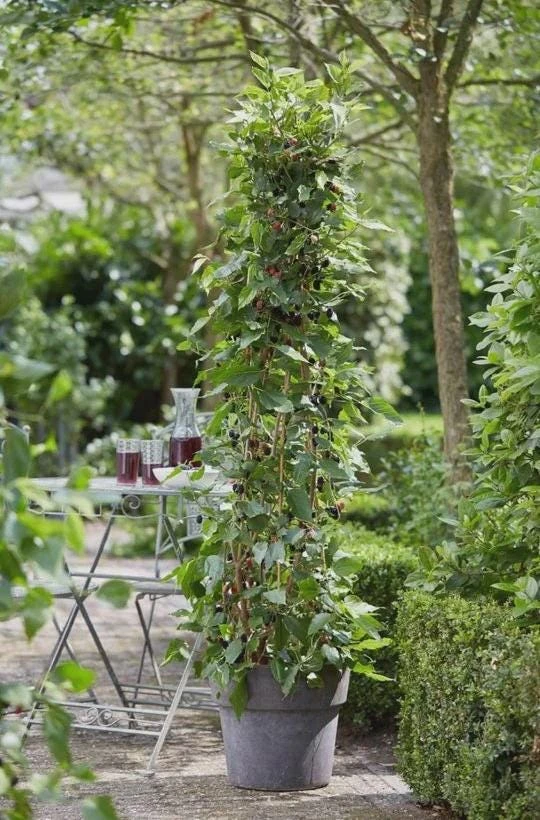 Mojo Berry Mulberry Bush Starter Plant - Dwarf, Self-Pollinating, Live Plant - Image 7