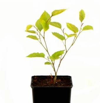 Mojo Berry Mulberry Bush Starter Plant - Dwarf, Self-Pollinating, Live Plant - Image 8