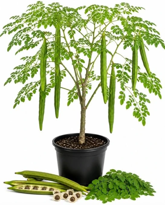Moringa Oleifera Live Plant - 2 Pack Drumstick Tree, 12-18 Inch Tall, Tropical Outdoor - Image 1