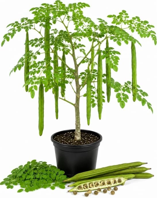 Moringa Oleifera Live Plant, Drumstick Tree, 3 to 5 Inch Tall, Easy Care Tropical Plant - Image 1