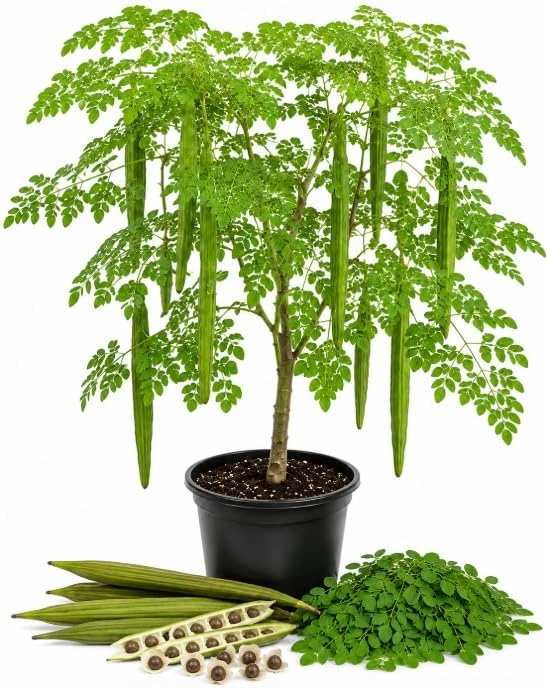 Moringa Oleifera Live Plants - 2 Pack Drumstick Tree Seedlings 3-5 Inches Tall - Easy Care Tropical Outdoor Tree - Image 1