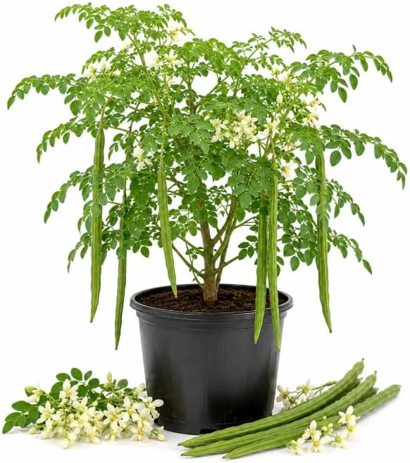Moringa Oleifera Live Plants – Drumstick Tree Seedlings, 2-Pack, 12-18 Inches Tall, Outdoor Tropical Tree - Image 1