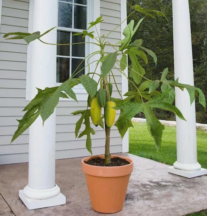 Mountain Papaya Babaco Starter Plant - Bare Root, 10 Pack, Vasconcellea x heilbornii - Image 1