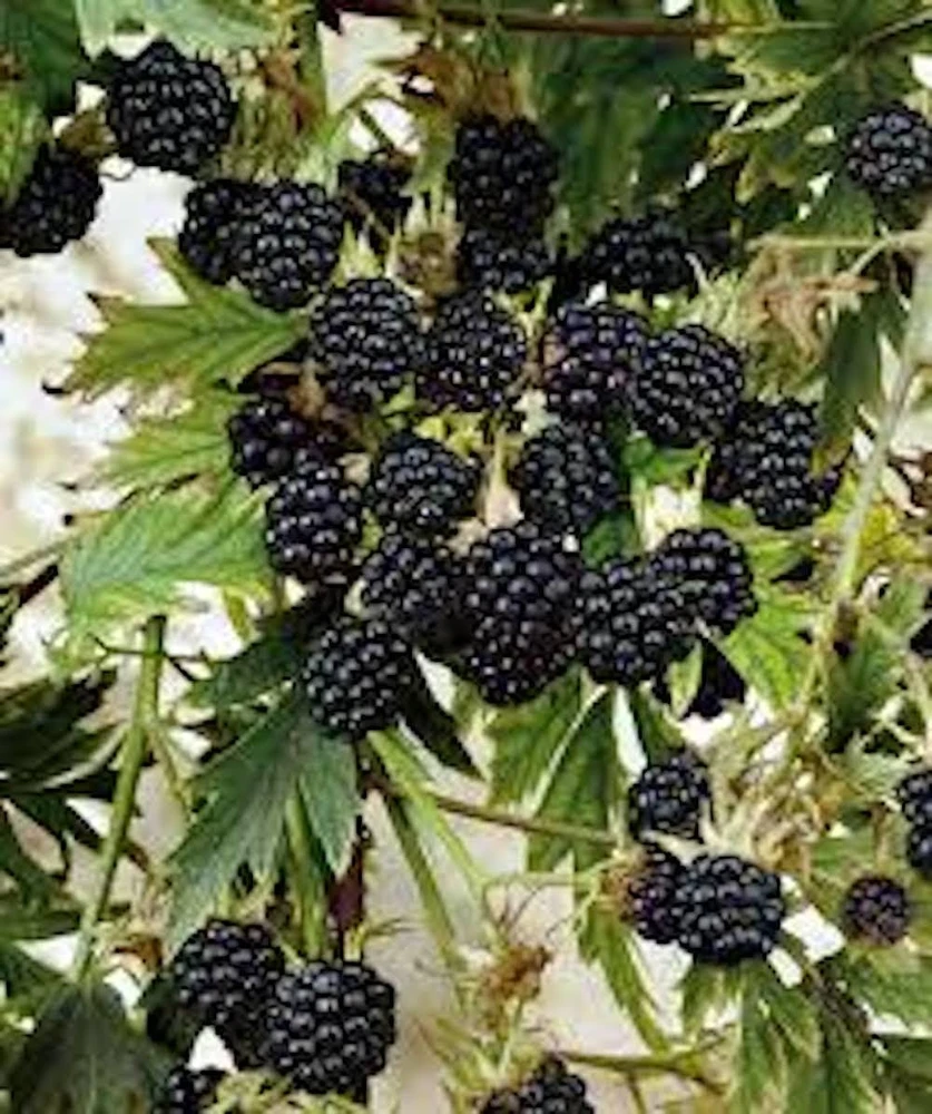 Natchez Blackberry Starter Plug – Thornless Live Plant – 10 Count - Image 1
