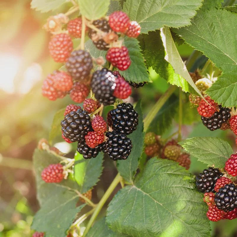 Navaho Thornless Blackberry Starter Plug - Live Plant - Rubus 'Navaho' - Image 2
