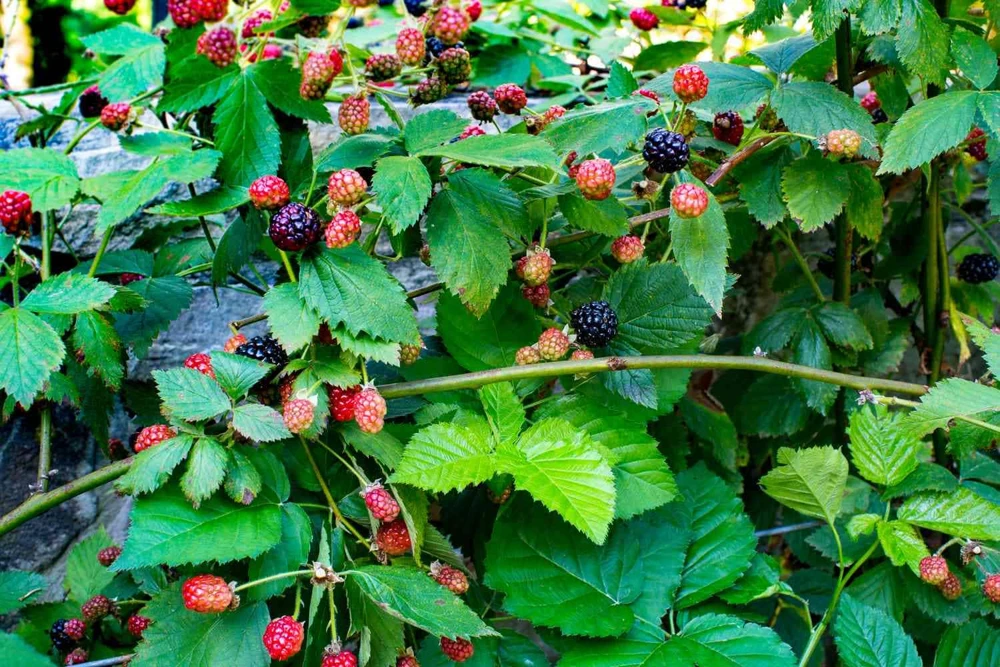 Navaho Thornless Blackberry Starter Plug - Live Plant - Rubus 'Navaho' - Image 3