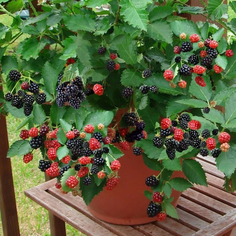 Navaho Thornless Blackberry Starter Plug - Live Plant - Rubus 'Navaho' - Image 8