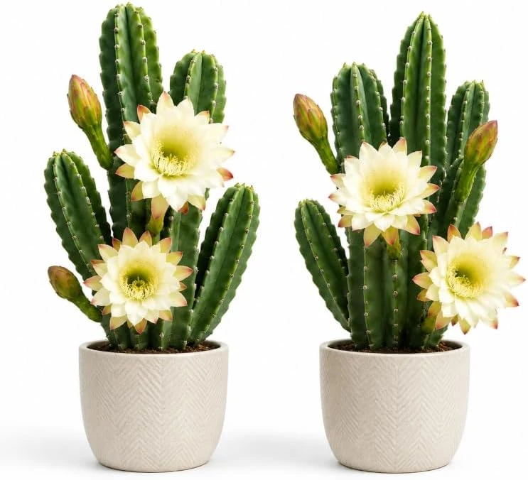 Night Blooming Cactus Live Plant - 2 Pots, 3-6 Inch Tall, 4 Inch Pot, Fragrant White Flowers - Image 1