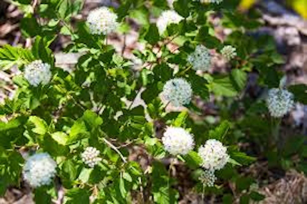 Ninebark Plant 12-24in Tall - Physocarpus opulifolius Hardy Deciduous Shrub Quart Pot Live - Image 3